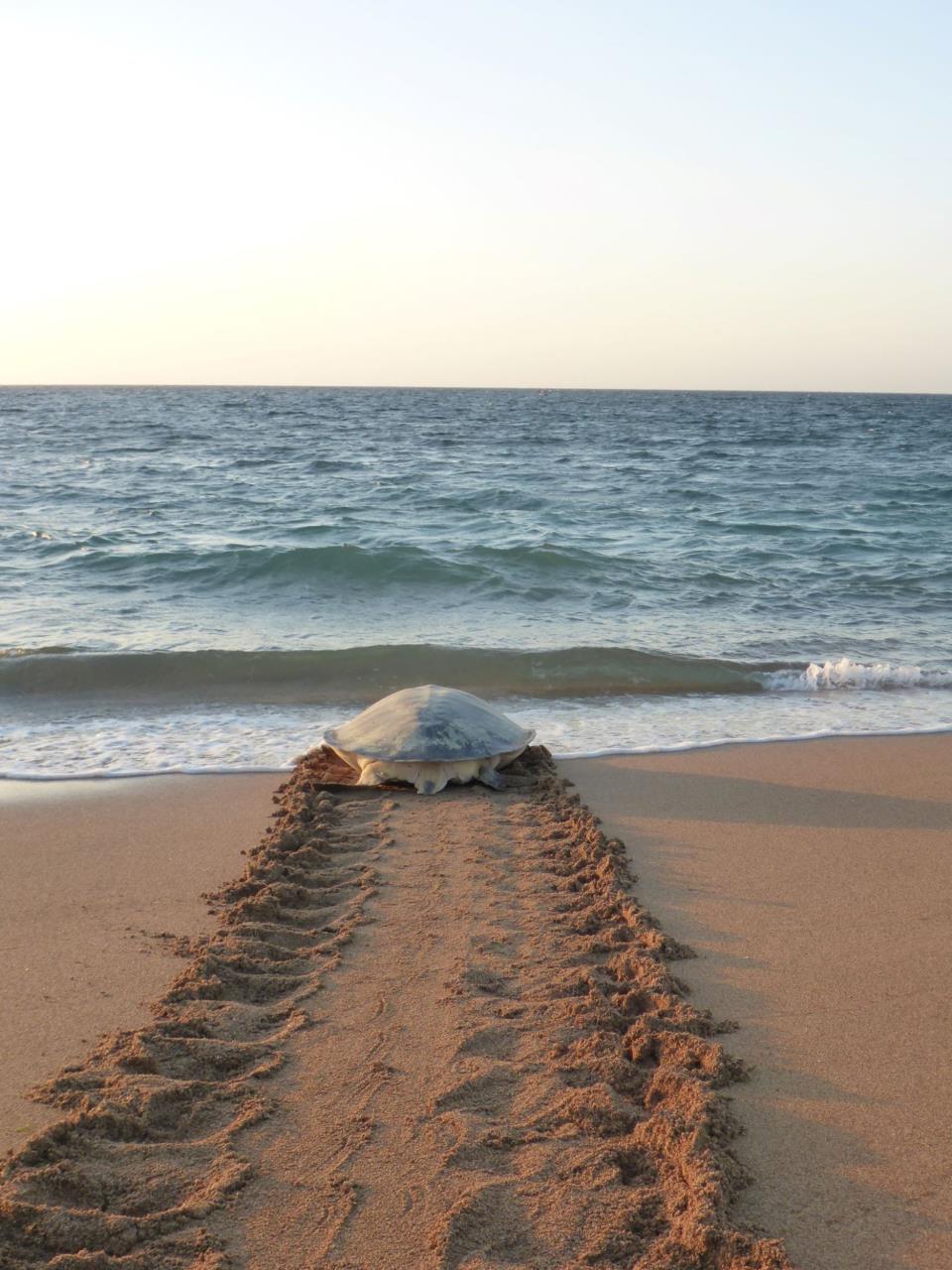 Turtle Season Image